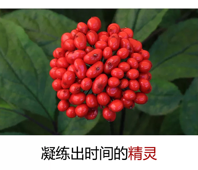 松北參妃人參酒490ml