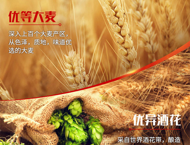 青奧純生啤酒(綠)320mlx24