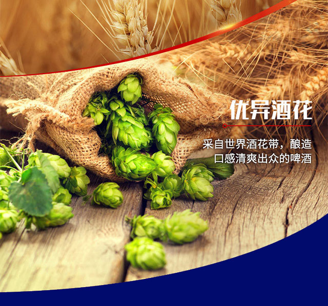 哥樂娜精釀啤酒500ml×12罐